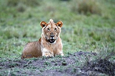 Lioness (Panthera leo) in savanna, Masai Mara National Park, Kenya, East Africa, Africa