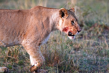 Lioness (Panthera leo) in savanna, Masai Mara National Park, Kenya, East Africa, Africa