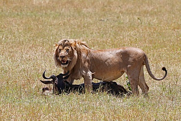 Lion (Panthera leo) with wildebeest kill in savanna, Masai Mara National Park, Kenya, East Africa, Africa