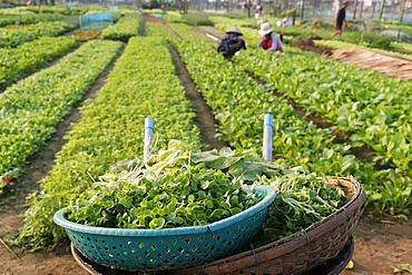 Organic vegetable gardens in Tra Que Village and fresh green herbs in basket, Hoi An, Vietnam, Indochina, Southeast Asia, Asia