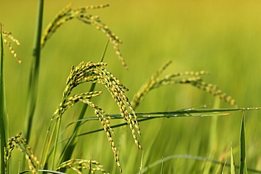 Rice grain ready for harvesting in green rice field, Hoi An, Vietnam, Indochina, Southeast Asia, Asia