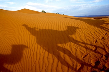 Dromedary trek in Eastern Morocco, North Africa, Africa