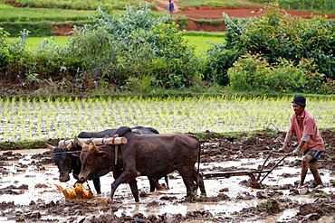 Farmer ploughing rice paddy field with traditional primitive wooden oxen-driven plough, Madagascar, Africa