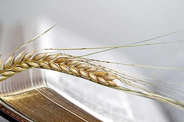 The sacred book of the Bible and ears of wheat as a symbol of spiritual and physical food, France, Europe