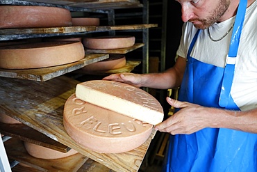 Traditional cheese factory in the French Alps, wheels of cheese (Raclette) maturing on shelves in storehouse dairy cellar, Haute-Savoie, France, Europe