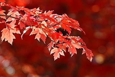 Maple tree with red-coloured autumn leaves, France, Europe