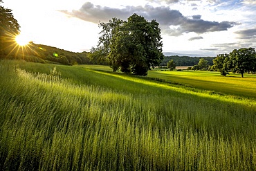 Flax field in Eure, France, Europe