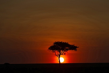 African tree at sunset, Masai Mara National Reserve, Kenya, East Africa, Africa