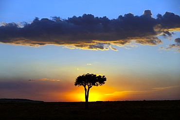 African tree at sunset, Masai Mara National Reserve, Kenya, East Africa, Africa