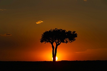 African tree at sunset, Masai Mara National Reserve, Kenya, East Africa, Africa