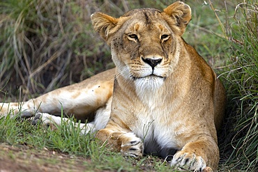 Lioness (Panthera leo) in savanna, Masai Mara National Park, Kenya, East Africa, Africa