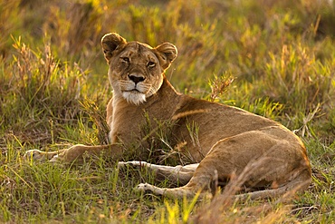 Lioness (Panthera leo) in savanna, Masai Mara National Park, Kenya, East Africa, Africa