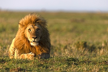 Male lion (Panthera leo) in savanna, Masai Mara National Reserve, Kenya, East Africa, Africa