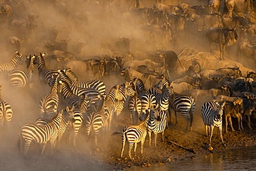 Migratory blue wildebeest (Connochaetes taurinus) crossing the Mara River, Masai Mara National Reserve, Kenya, East Africa, Africa