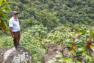 Cocoa planter in Intag valley, Ecuador, South America