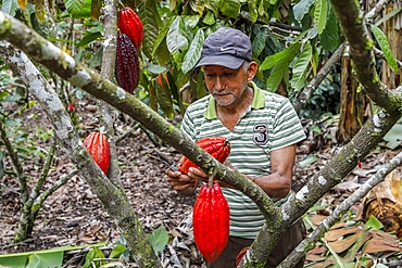 Cocoa planter at work in Intag valley, Ecuador, South America