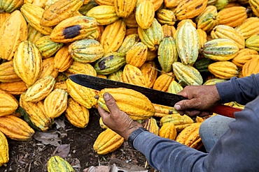 Cocoa farmer breaking cocoa pods on a plantation in Intag valley, Ecuador, South America