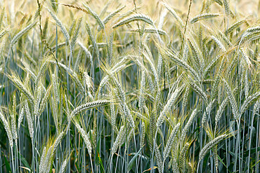 Wheat field, cultivated plants and agriculture, Yonne, France, Europe