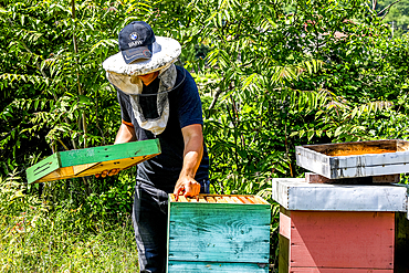 Beekeeper in Ubli, Montenegro, Europe