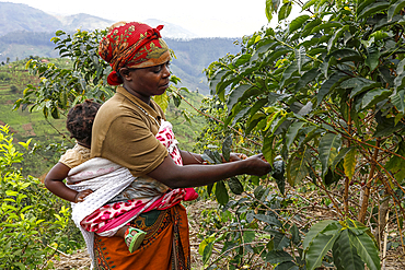 Member of Abakundakawa Coffee Grower's Cooperative tending trees in her plantation in Gakenke district, Rwanda, Africa