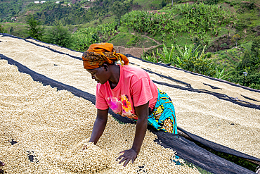 Abakundakawa Coffee Grower's Cooperative, Minazi coffee washing station, Gakenke district, Rwanda, Africa