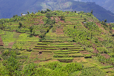 Northern Rwanda terraced landscape, Rwanda, Africa