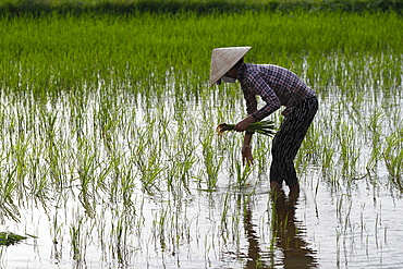 Silhouette of an Asian woman planting rice seedlings in a paddy field, agriculture, Hoi An, Vietnam, Indochina, Southeast Asia, Asia