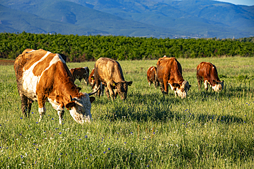 Cattle in Zallq, Istog province, Kosovo, Europe