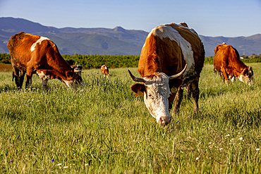 Grazing cattle in Zallq, Istog province, Kosovo, Europe