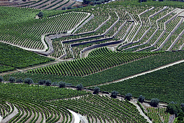 Vineyards in Douro valley in the heart of Alto Douro Wine Region, Pinhao, Portugal, Europe