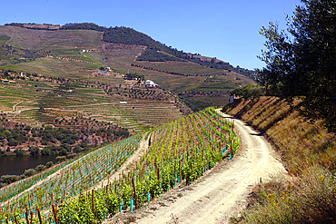 Vineyards in Douro valley in the heart of Alto Douro Wine Region, Portugal, Europe