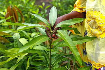 Woman standing in her plant nursery in Notto village, Senegal, West Africa, Africa