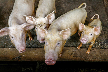 Pigs raised in Nguekhokh, Senegal, West Africa, Africa