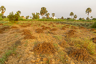 Harvested peanut plants outside Ndangane, Senegal, West Africa, Africa