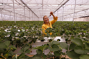 Strawberry row in a greenhouse, Organic hydroponic vegetable farm, Dalat, Vietnam, Indochina, Southeast Asia, Asia