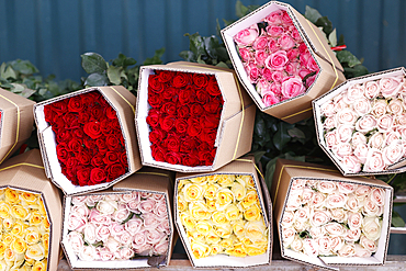 Flower factory, production of roses, horticulture, Dalat, Vietnam, Indochina, Southeast Asia, Asia