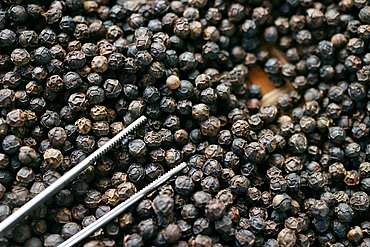 Famous Kampot black pepper, one of the best peppers in the world, Pepper farm, Kep, Cambodia, Indochina, Southeast Asia, Asia