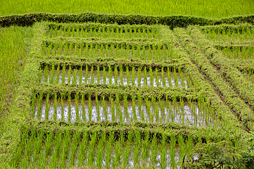 Rice fields near Muhanga, Rwanda, Africa