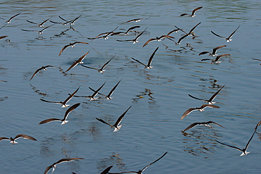 Flight of African skimmers along the Nile river, Murchison Falls National Park, Uganda, East Africa, Africa