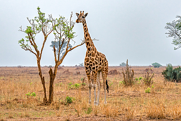 Rothschild giraffe in Murchison Falls National Park, Uganda, East Africa, Africa