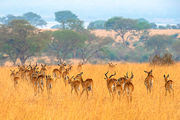 Grant's gazelle herd in Murchison Falls National Park, Uganda, East Africa, Africa