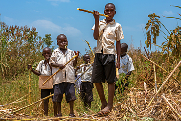 Young school boys eating sugar cane on their way back home from school, Masindi, Uganda, East Africa, Africa