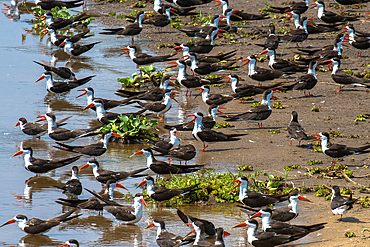 African skimmers along the Nile River, Murchison Falls National Park, Uganda, East Africa, Africa