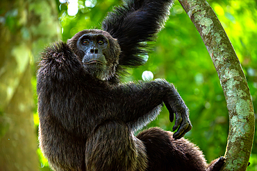 Chimpanzee standing on a branch, Budongo Forest, Uganda, East Africa, Africa