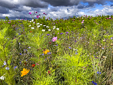 Flower field and cloudy sky in Anjou, Eure, France