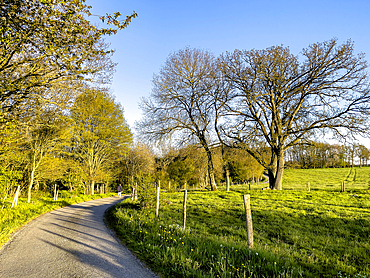 Country road in Le Mesnil en Ouche, Eure, Normandy, France, Europe