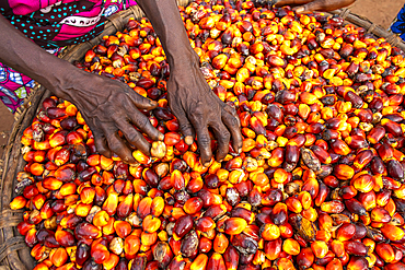 Villager with palm fruit harvest in Dokoue, Benin