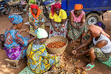 Villagers processing palm fruit for oil in Dokoue, Benin, West Africa, Africa