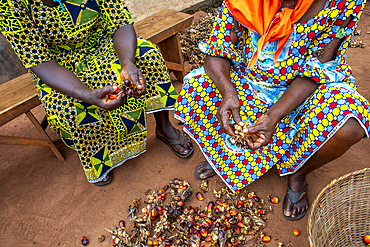 Villagers processing palm fruit for oil in Dokoue, Benin, West Africa, Africa