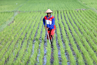 Agriculture. Young rice sprouts in a field. Farmer planting rice seedlings. Yogyakarta. Indonesia.